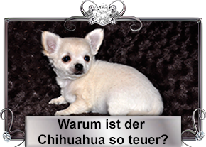 Warum der Chihuahua so teuer ist